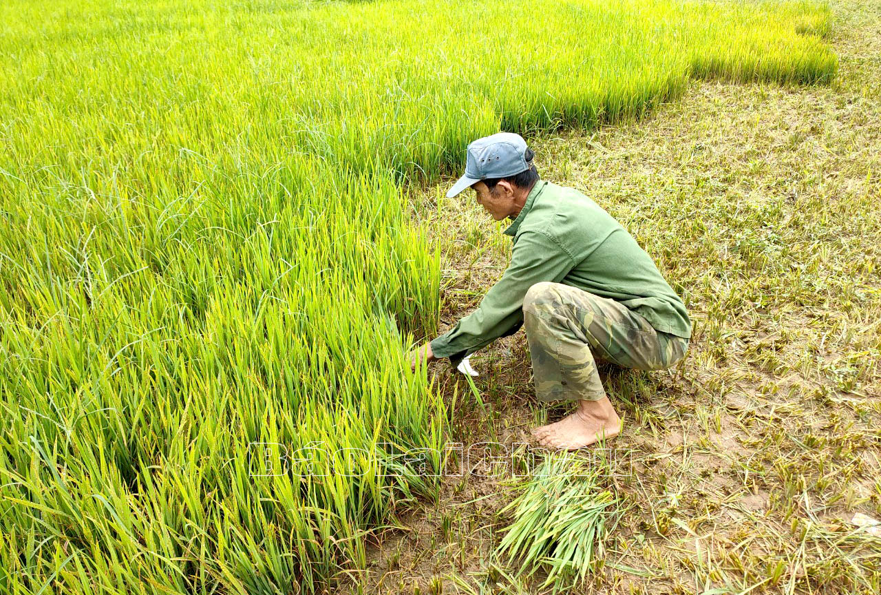 Do thiếu nước diện tích lúa của gia đình ông Lò Văn Phím ở bản Nà Tăm, xã Nà Tăm không phát triển, còi cọc nên gia đình cắt bỏ để chuyển đổi sang cây trồng phù hợp.